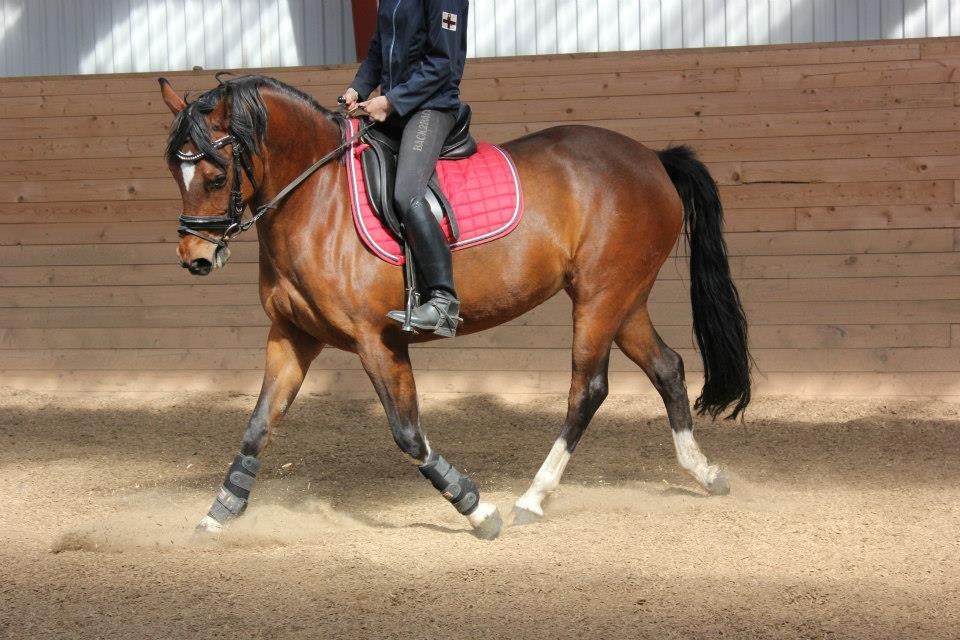 Kavsgaards Geisha billede 2