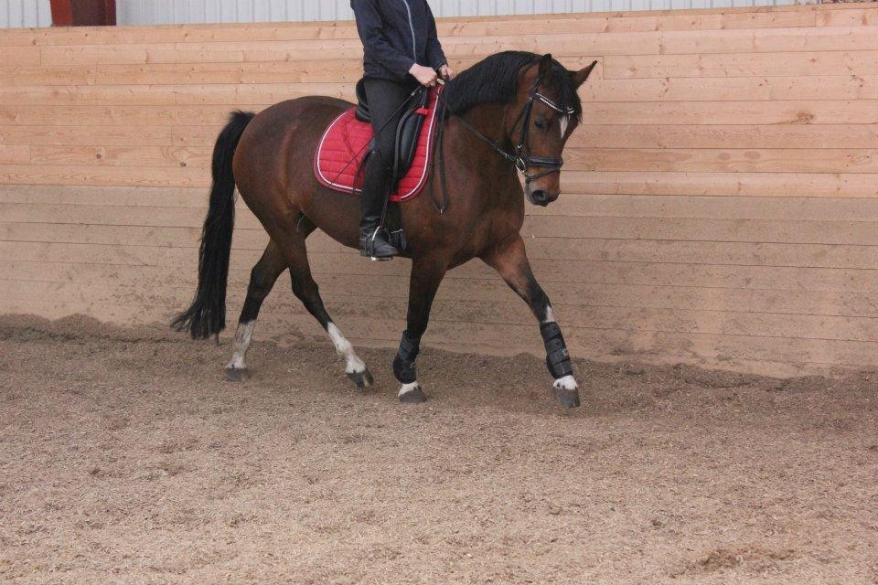 Kavsgaards Geisha billede 11