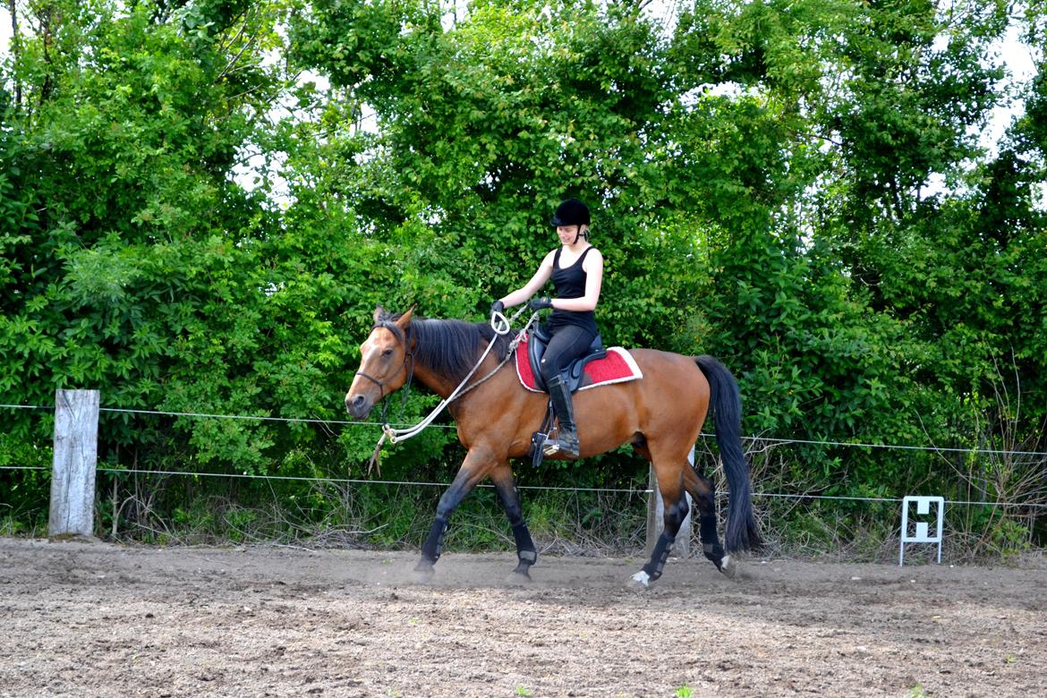 Vores billedebog. - Første gang vi skridter i cordeo, dog med rebgrime osv. Men på dette billede styrer jeg udelukkende med cordeoen!<3  billede 86