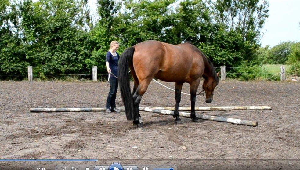 Vores billedebog. - Det er pyskisk hårdt at skulle gå over to bomme der ligger så tæt på hinanden! Han stod direkte og kiggede på dem i 2 minutter! xD billede 88