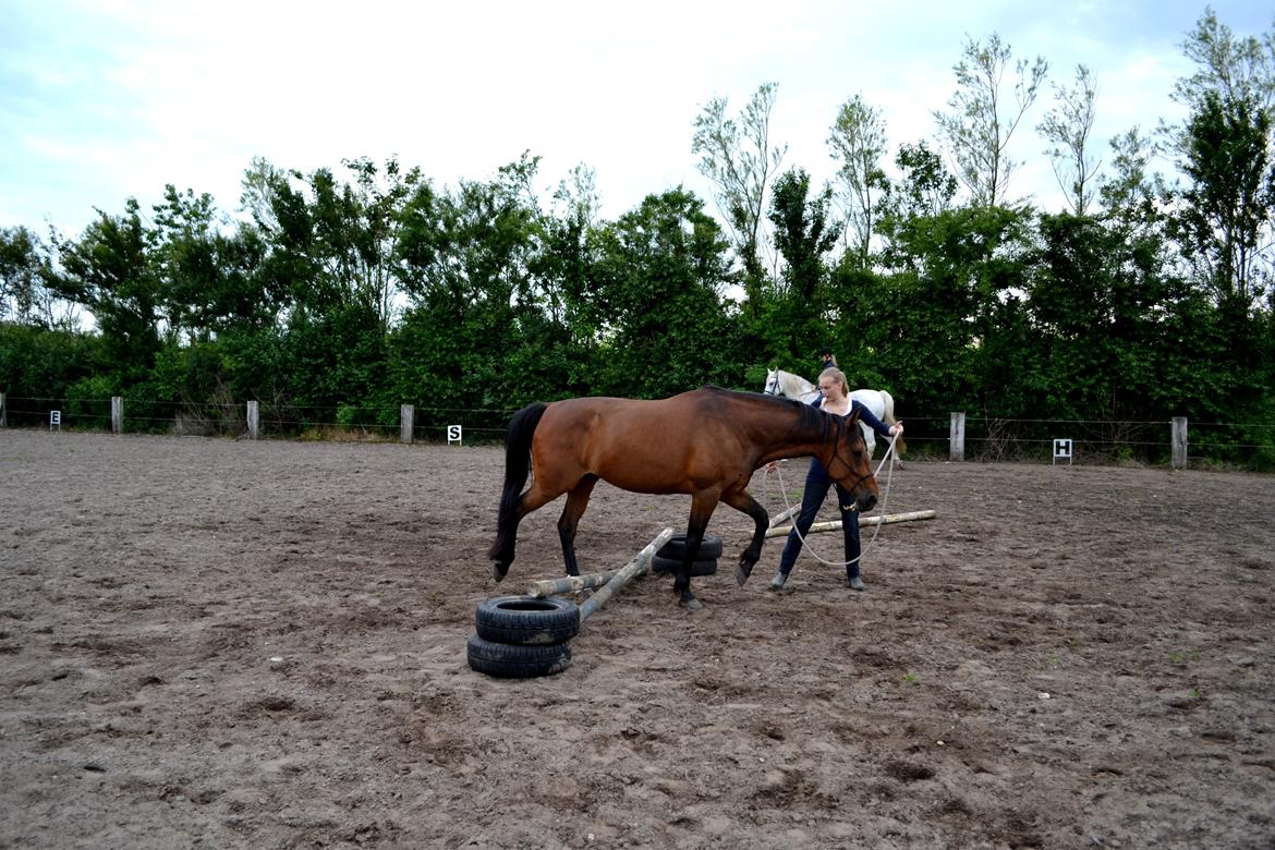 Vores billedebog. - Vi træner med et spring i skridt, hvor han skulle gå over den <3 billede 89
