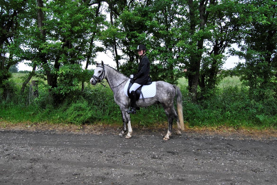 Louise Gregersen & Korreborgs Barolo til dressur stævne. TIL SALG billede 1