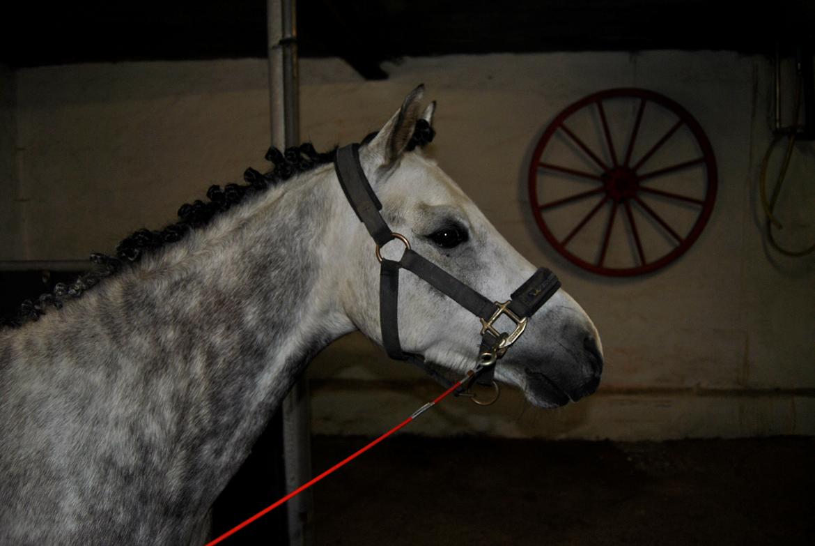 Louise Gregersen & Korreborgs Barolo til dressur stævne. TIL SALG billede 2