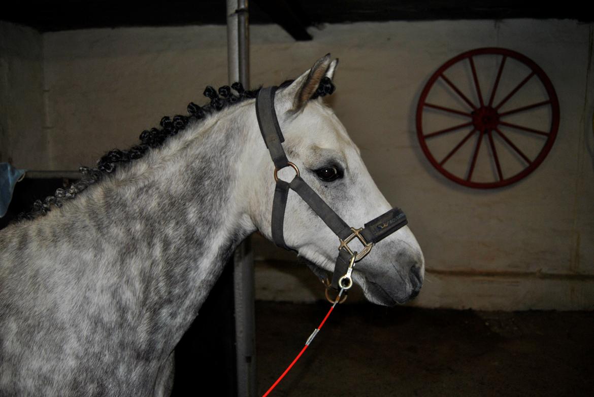 Louise Gregersen & Korreborgs Barolo til dressur stævne. TIL SALG billede 3