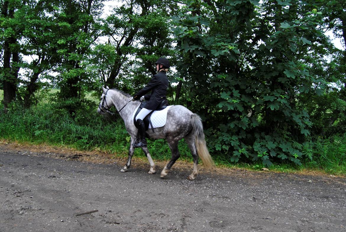 Louise Gregersen & Korreborgs Barolo til dressur stævne. TIL SALG billede 5