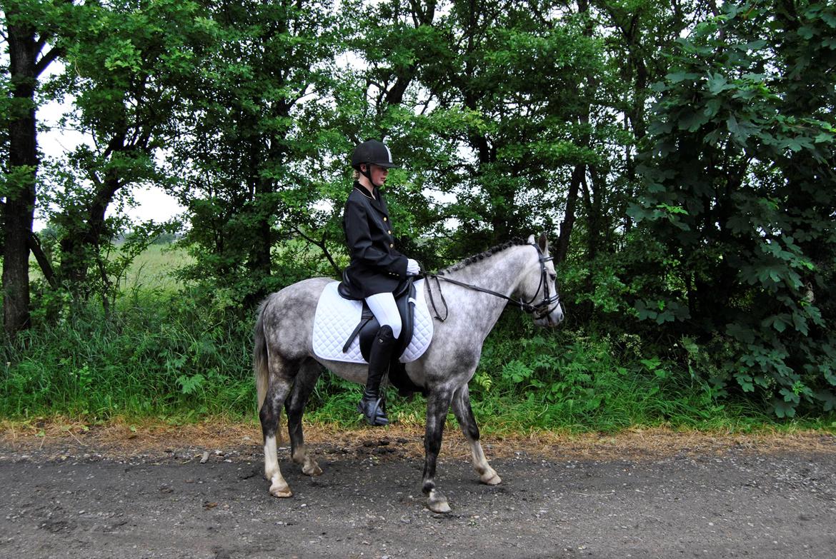 Louise Gregersen & Korreborgs Barolo til dressur stævne. TIL SALG billede 6