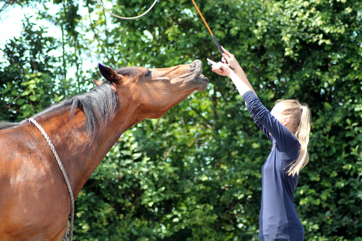 Vores billedebog. - Her ses Kaliber smilende, mens jeg svinger med sticken over hans hoved <3 billede 91