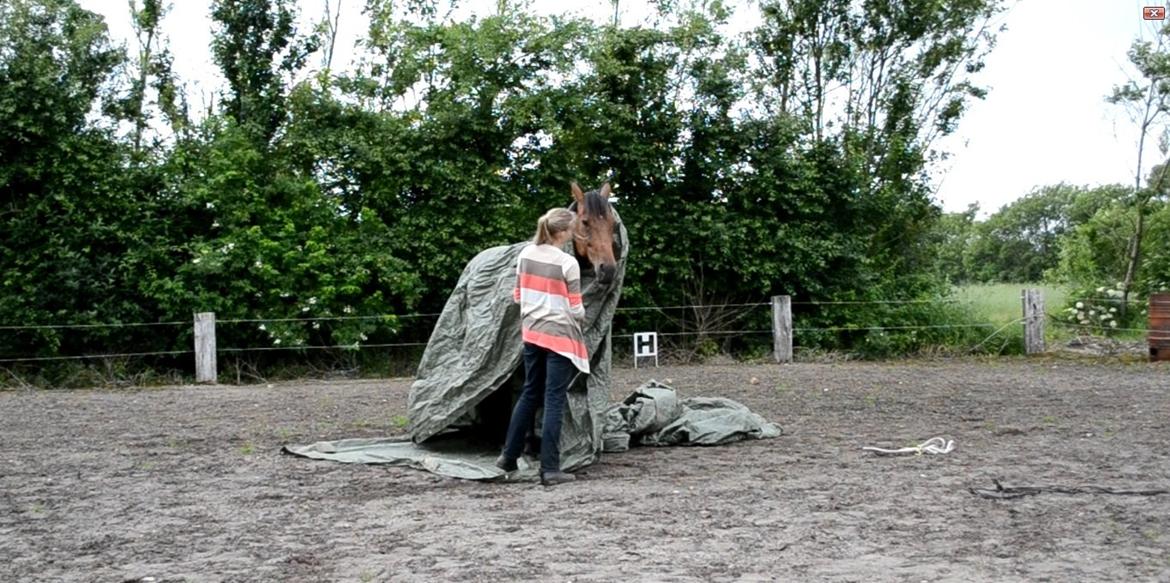 Vores billedebog. - At stå på presenningen, mens den er over en, i blæsevejr kun i cordeo? Intet problem! :-D billede 93