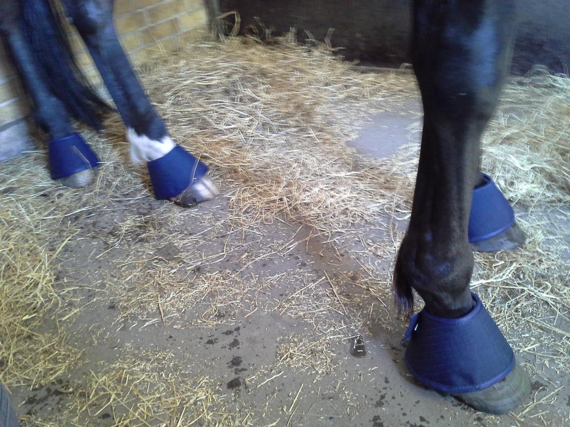 Vores billedebog. - Kaliber med vandklokker for første gang (-: billede 94