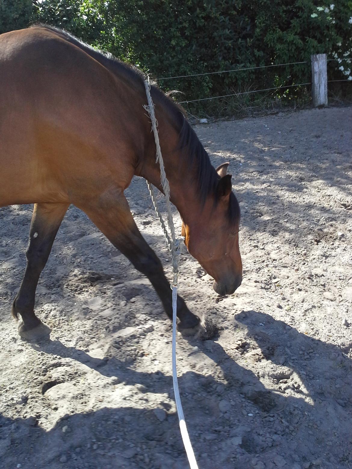 Vores billedebog. - Støvsugning i cordeo ftw! billede 95