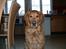 Min søde lille hund - ''hejj mit navn er balto =) er jeq iik' sød, vil du lege?''