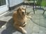 Min søde lille hund - Liqqer liqe &&' slikker sol.
