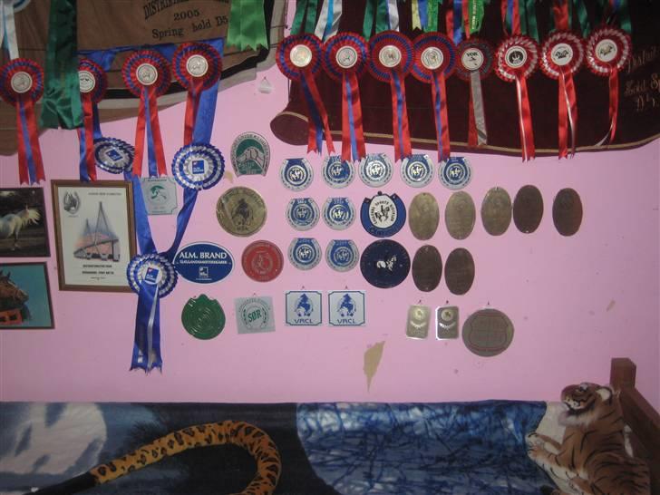 Mine rosetter - Min væg billede 7