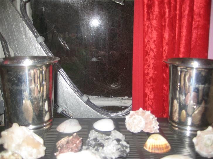 Mine rosetter - Mine pokaler fra 4H dyrskue 2003 og 2004 billede 13