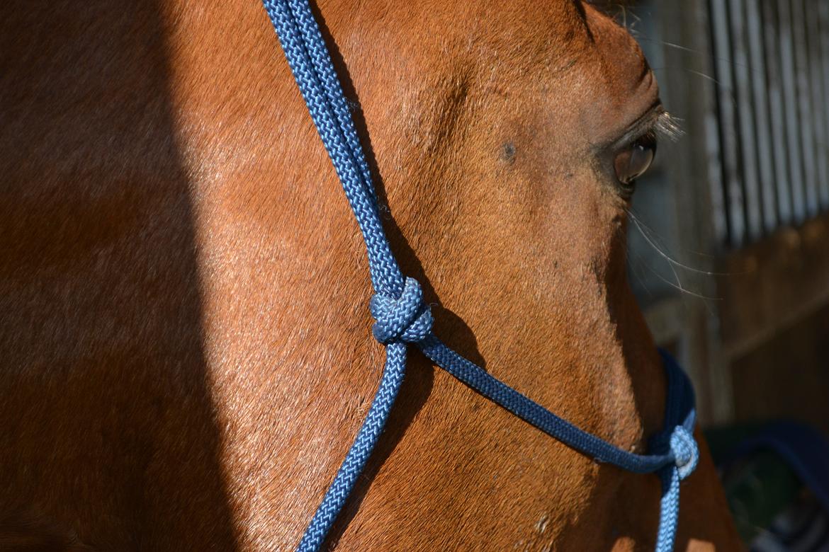 Vores billedebog. - Kalibers nye rebgrime!! <3 billede 99