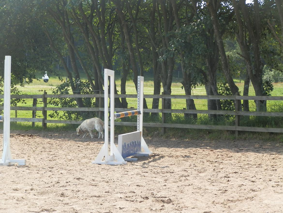 NY SPRING BANE!!!! billede 2