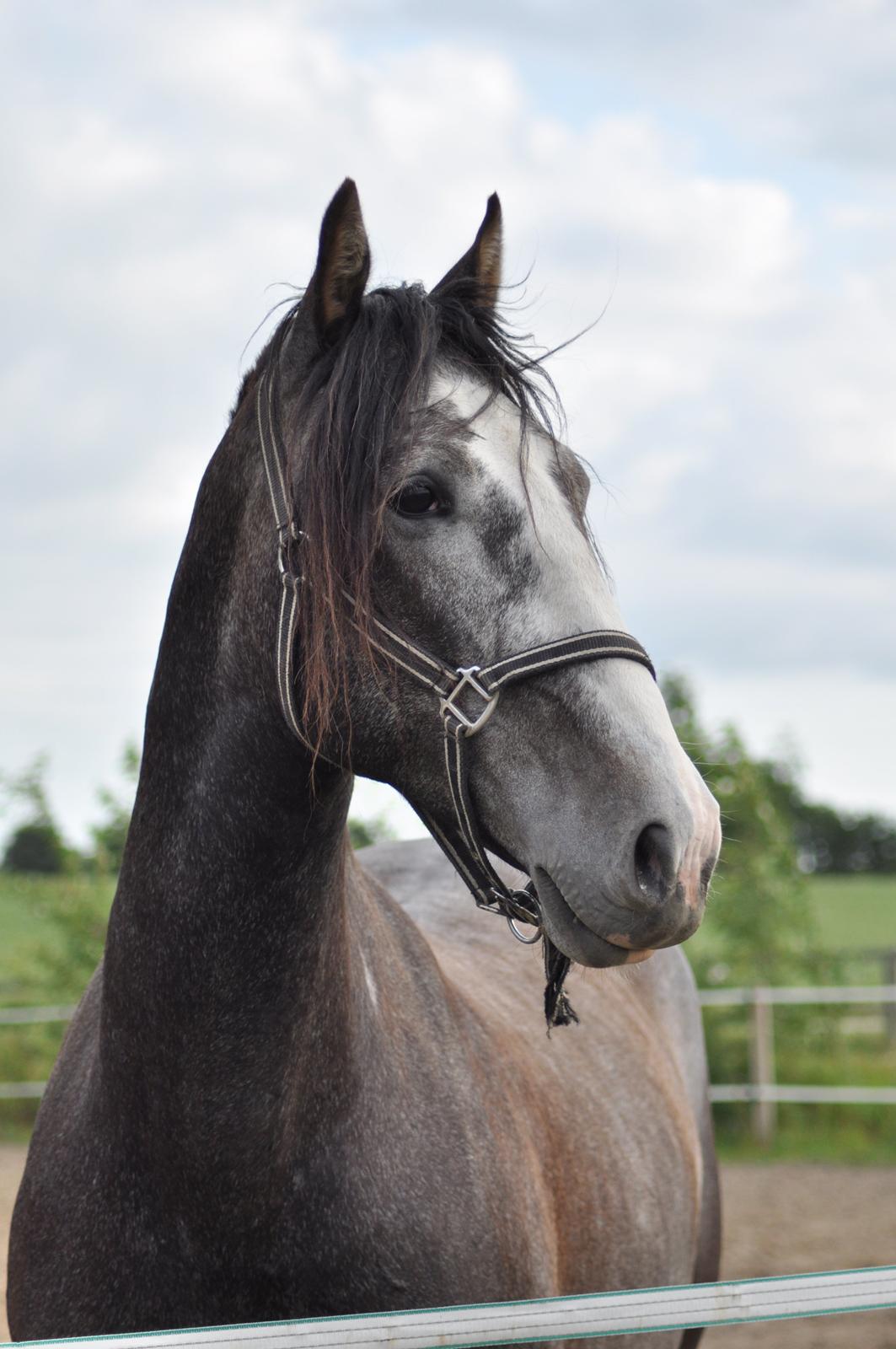 korsmosegård heste - Nagual  de cava 4 år tilsalg billede 1