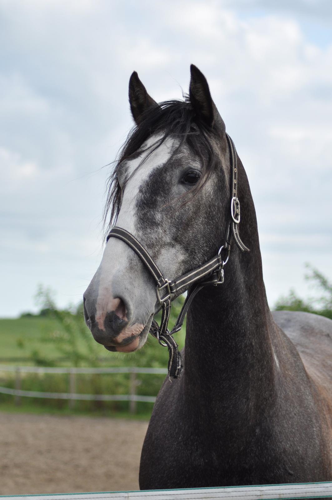 korsmosegård heste billede 2