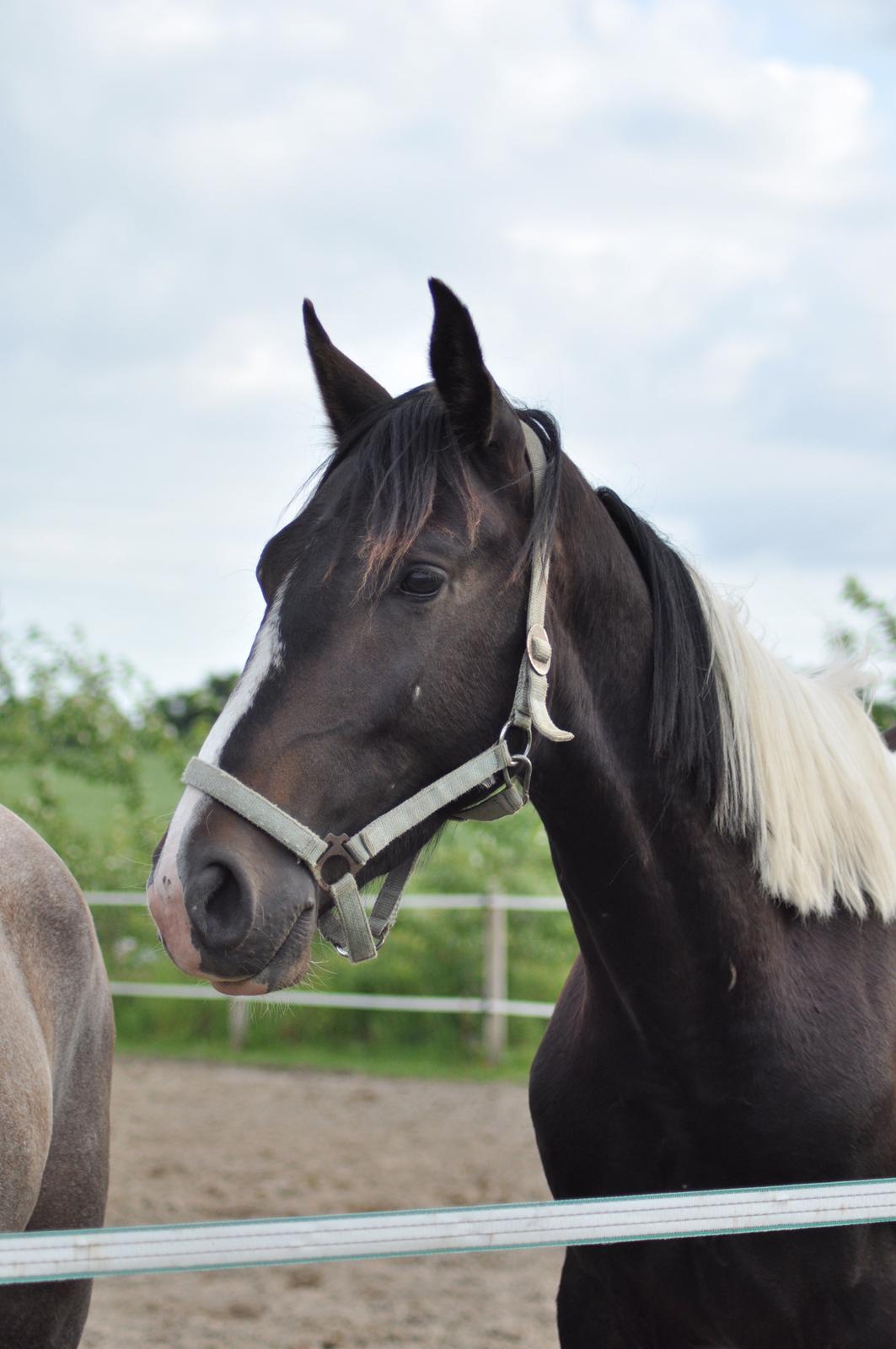 korsmosegård heste - Karano 3 år tilsalg billede 3