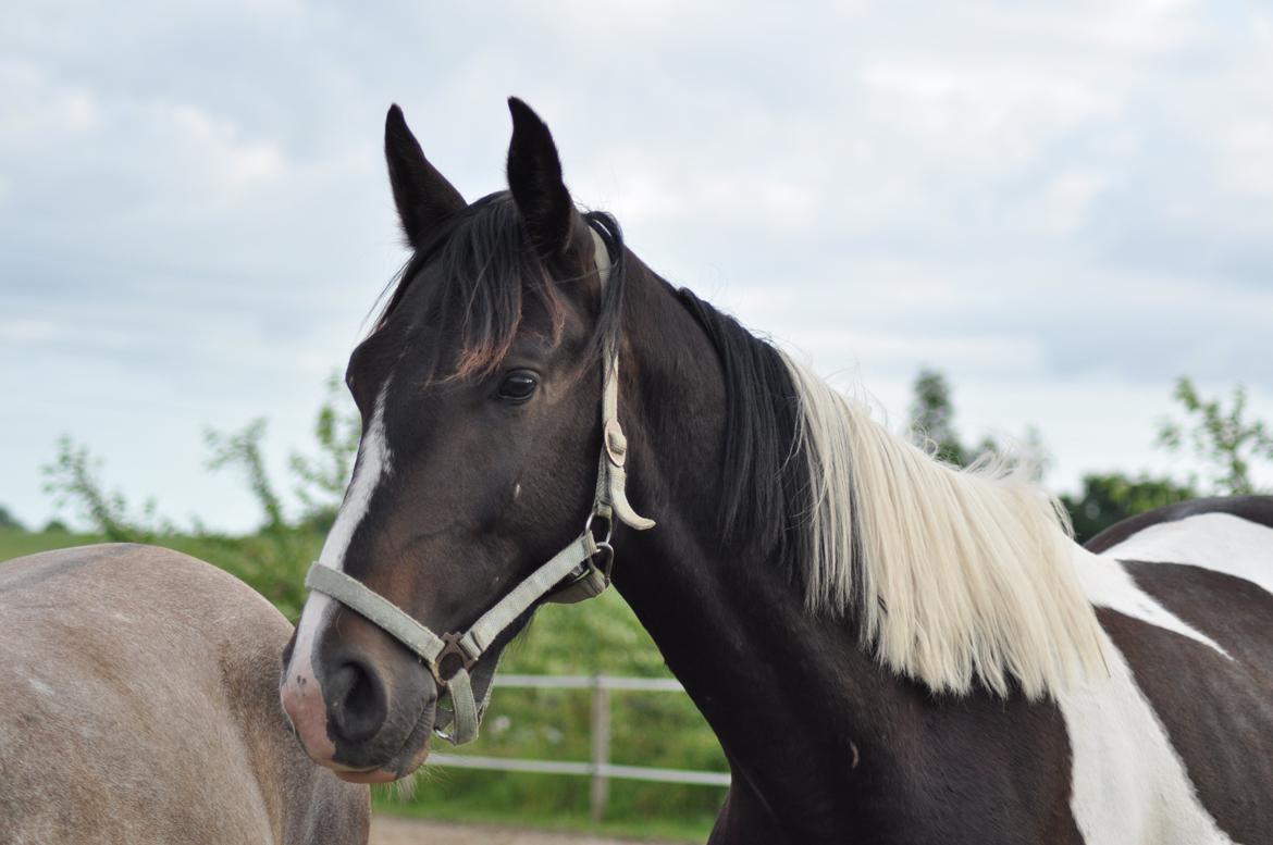 korsmosegård heste billede 4