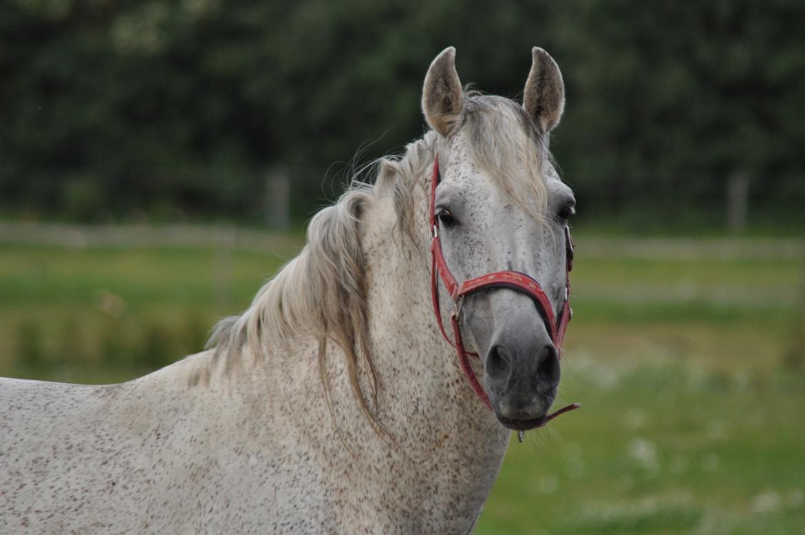 korsmosegård heste - Guerrer Avlshingst billede 5