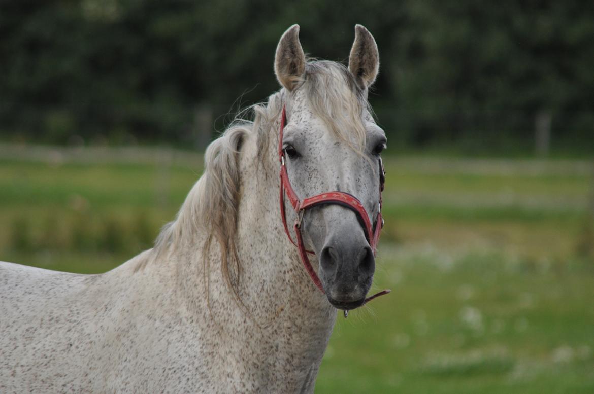 korsmosegård heste billede 6