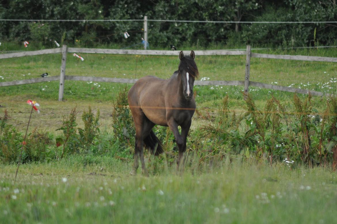 korsmosegård heste - Autentica 2 år tilsalg billede 7