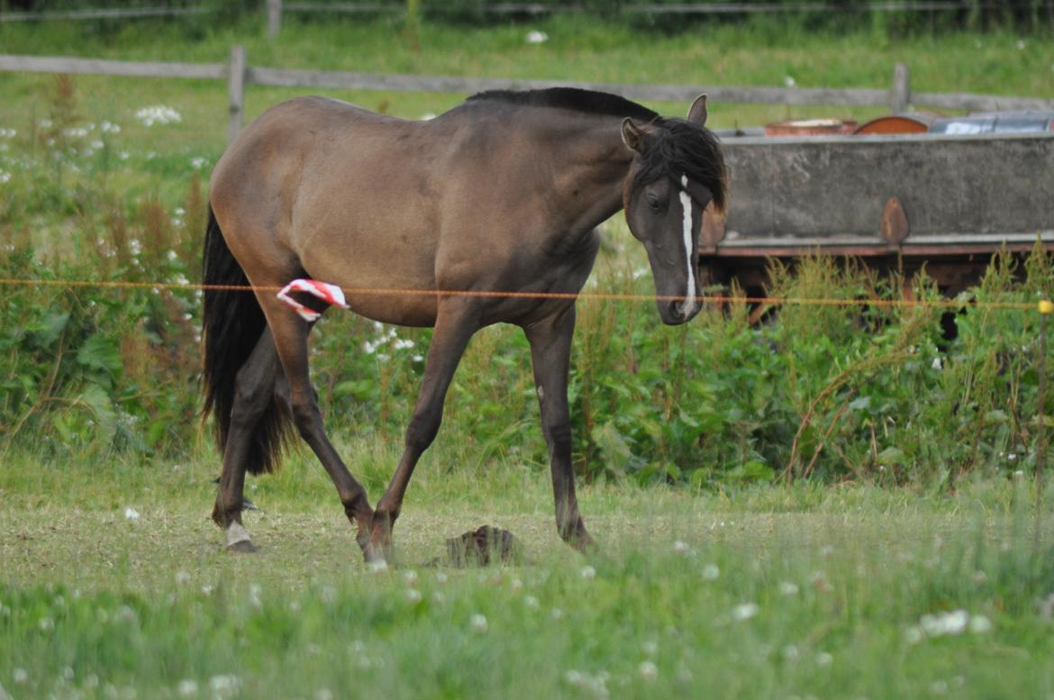 korsmosegård heste - Autentica 2 år tilsalg billede 8