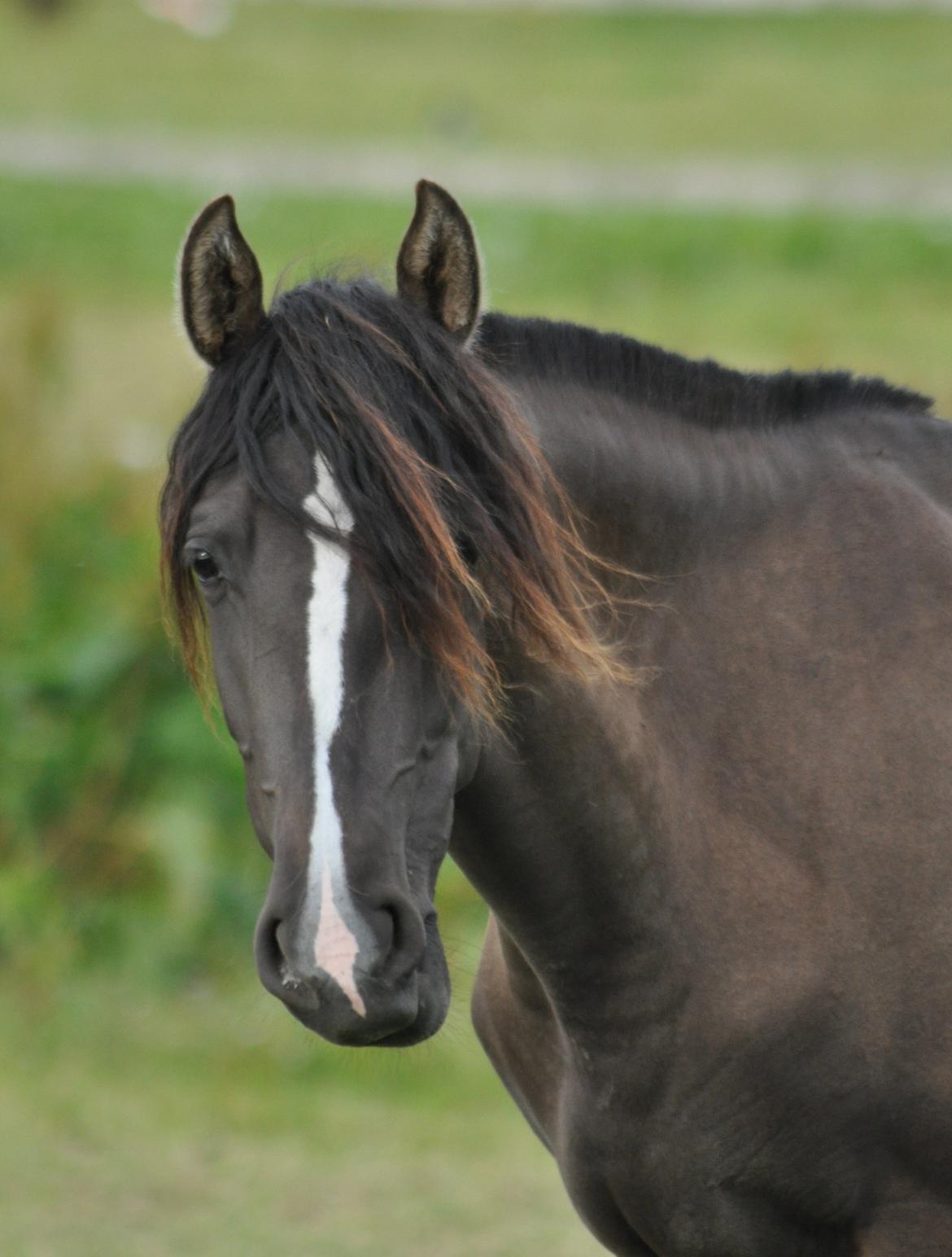 korsmosegård heste - Autentica 2 år tilsalg billede 9