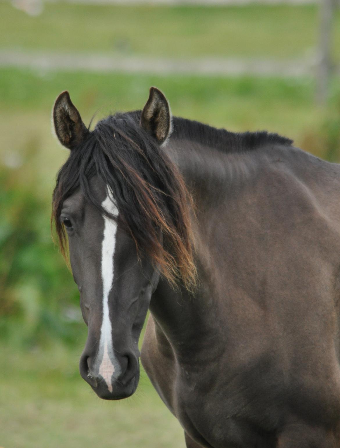 korsmosegård heste - Autentica 2 år tilsalg billede 10