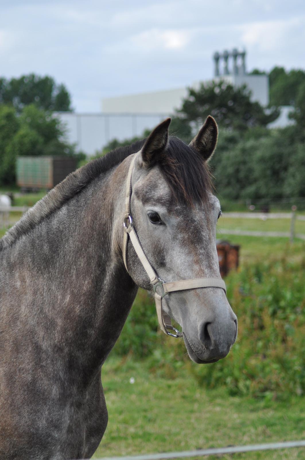 korsmosegård heste - TU Calliba billede 11