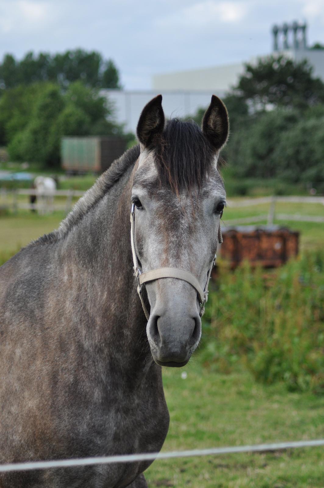 korsmosegård heste - TU Calliba billede 12