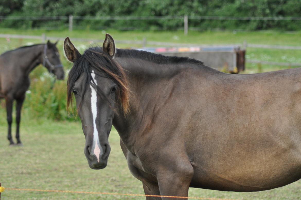 korsmosegård heste - Autentica CEL 2 år tilsalg billede 13