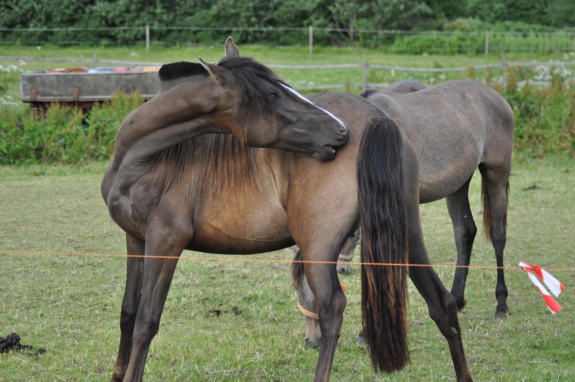 korsmosegård heste - Autentica CEL 2 år tilsalg billede 14