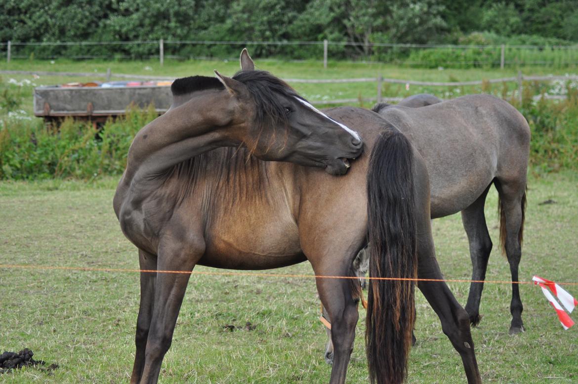 korsmosegård heste - Autentica CEL 2 år tilsalg billede 15