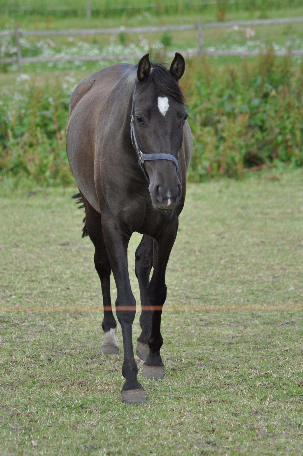 korsmosegård heste - TU Bronca billede 16