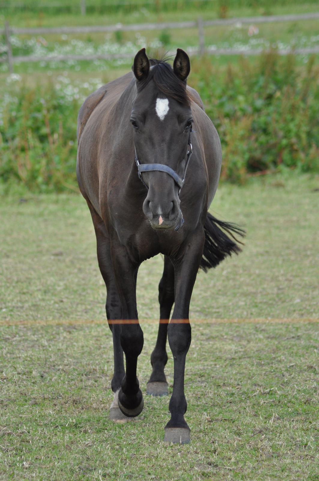 korsmosegård heste - TU Bronca billede 17