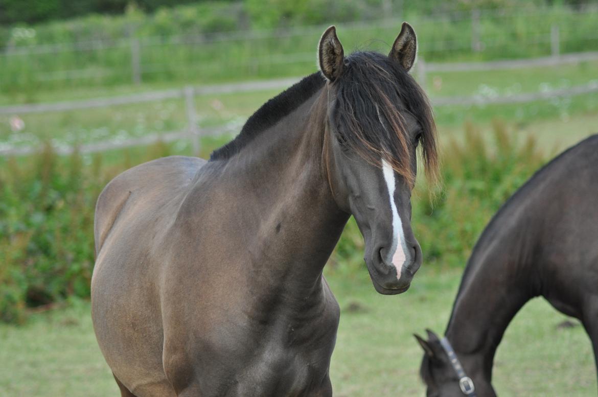 korsmosegård heste - Autentica CEL 2 år tilsalg billede 19