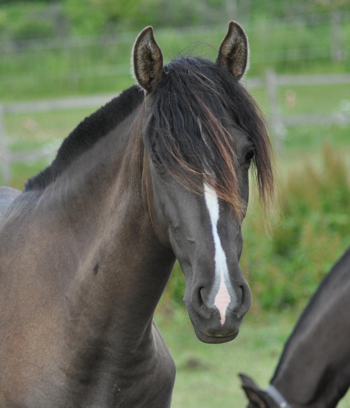 korsmosegård heste - Autentica CEL 2 år tilsalg billede 20