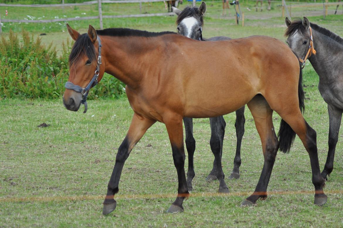 korsmosegård heste -  Duquesa Casanova pre hoppe 2 år til salg billede 21