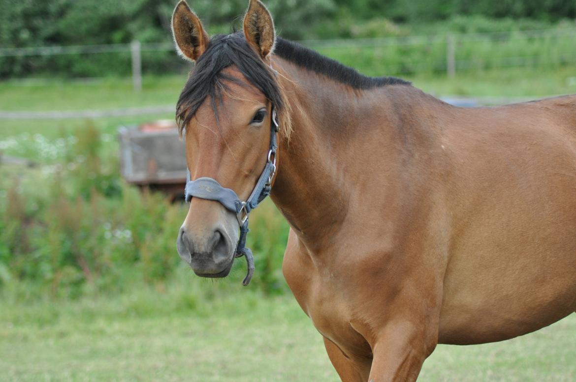 korsmosegård heste -  Duquesa Casanova pre hoppe 2 år til salg billede 22