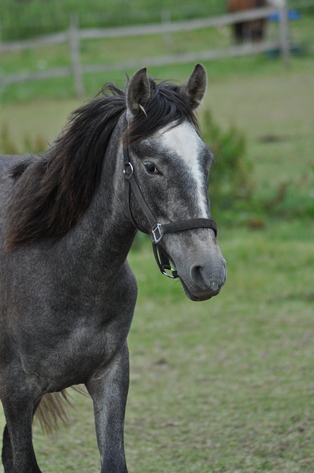 korsmosegård heste -  Rapido MAR pre hingst 1 år til salg billede 23