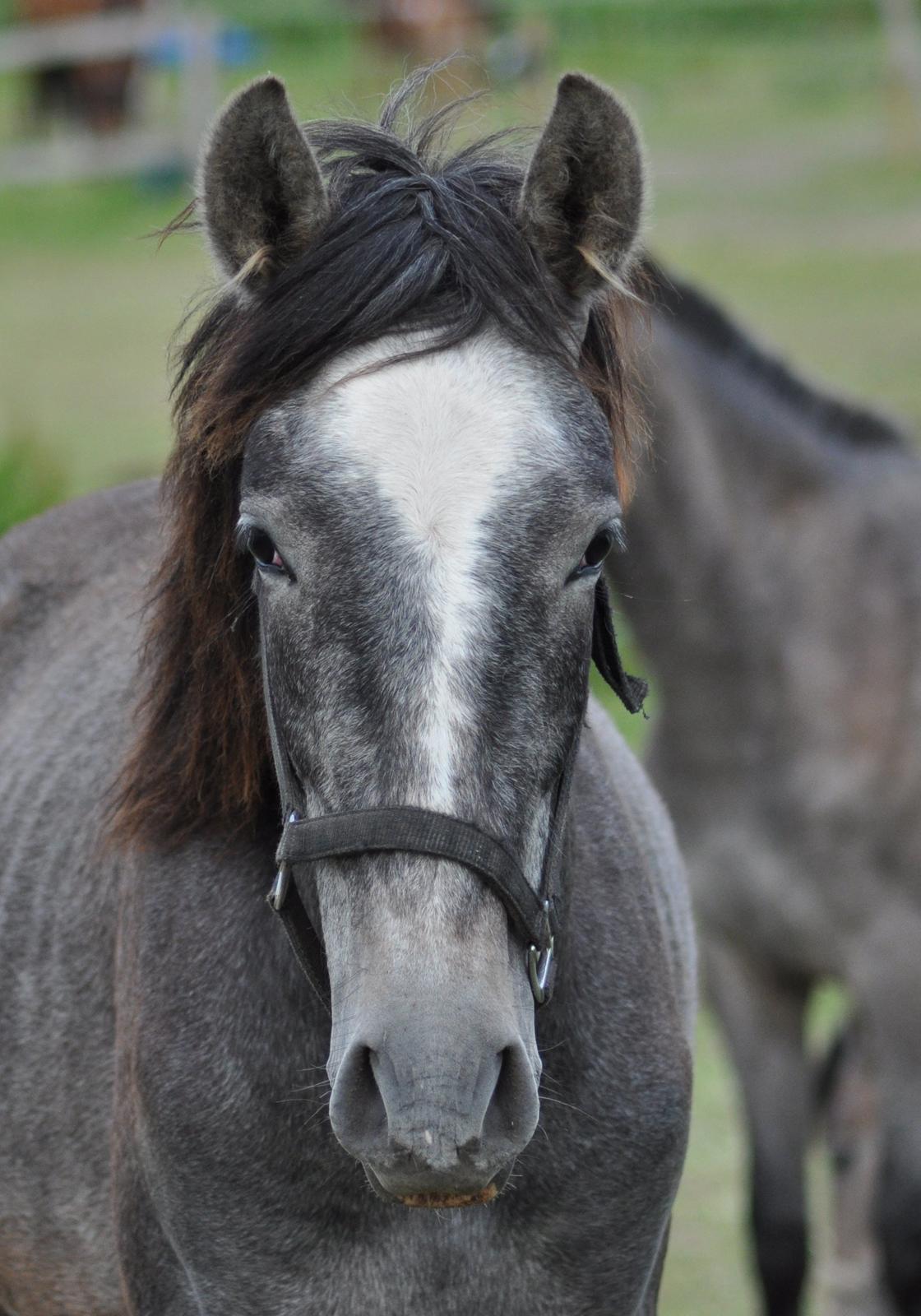 korsmosegård heste -  Rapido MAR pre hingst 1 år til salg billede 24