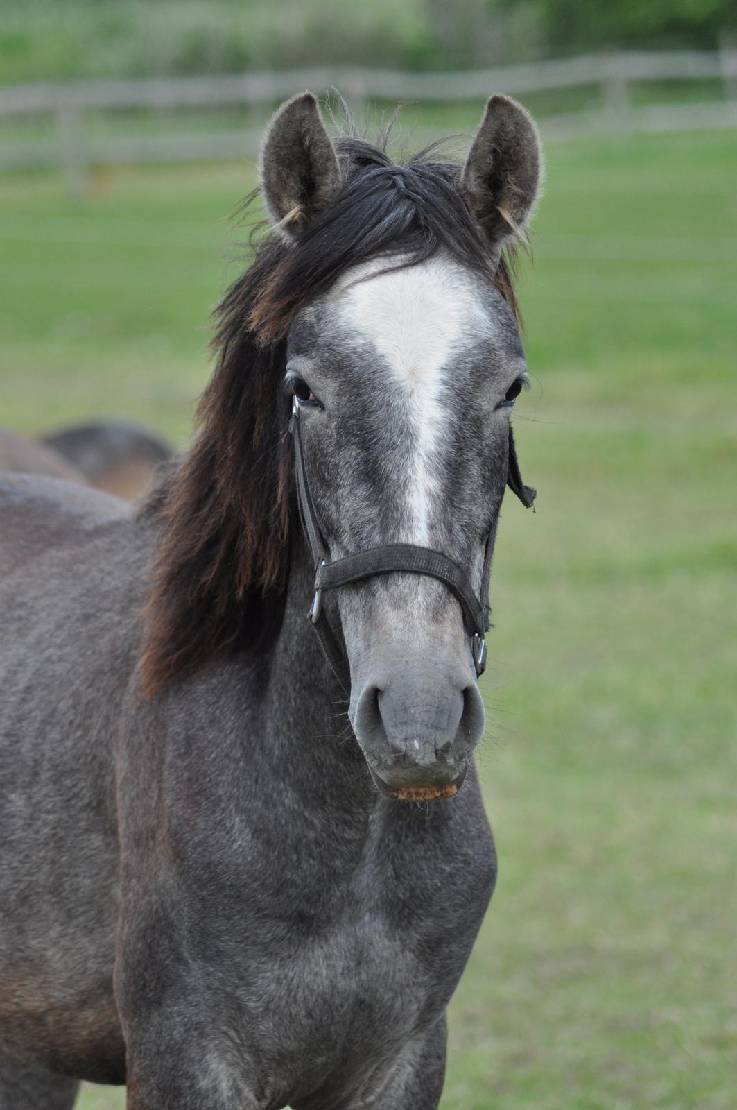 korsmosegård heste -  Rapido MAR pre hingst 1 år til salg billede 25