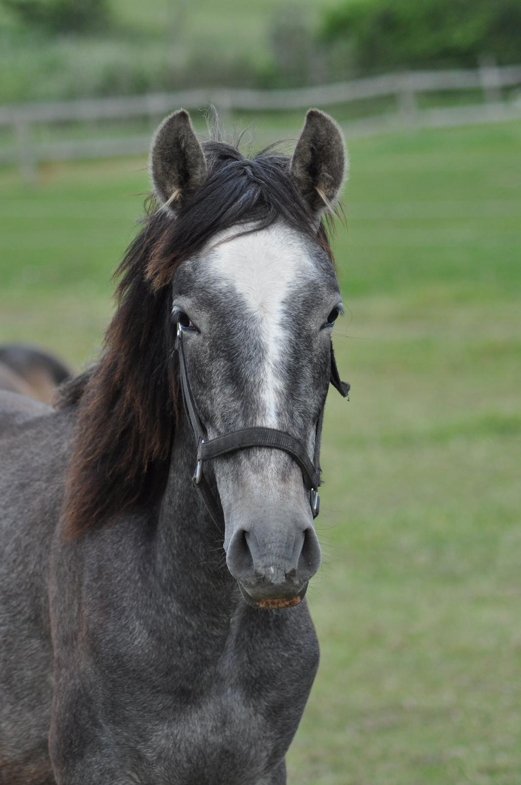 korsmosegård heste -  Rapido MAR pre hingst 1 år til salg billede 26