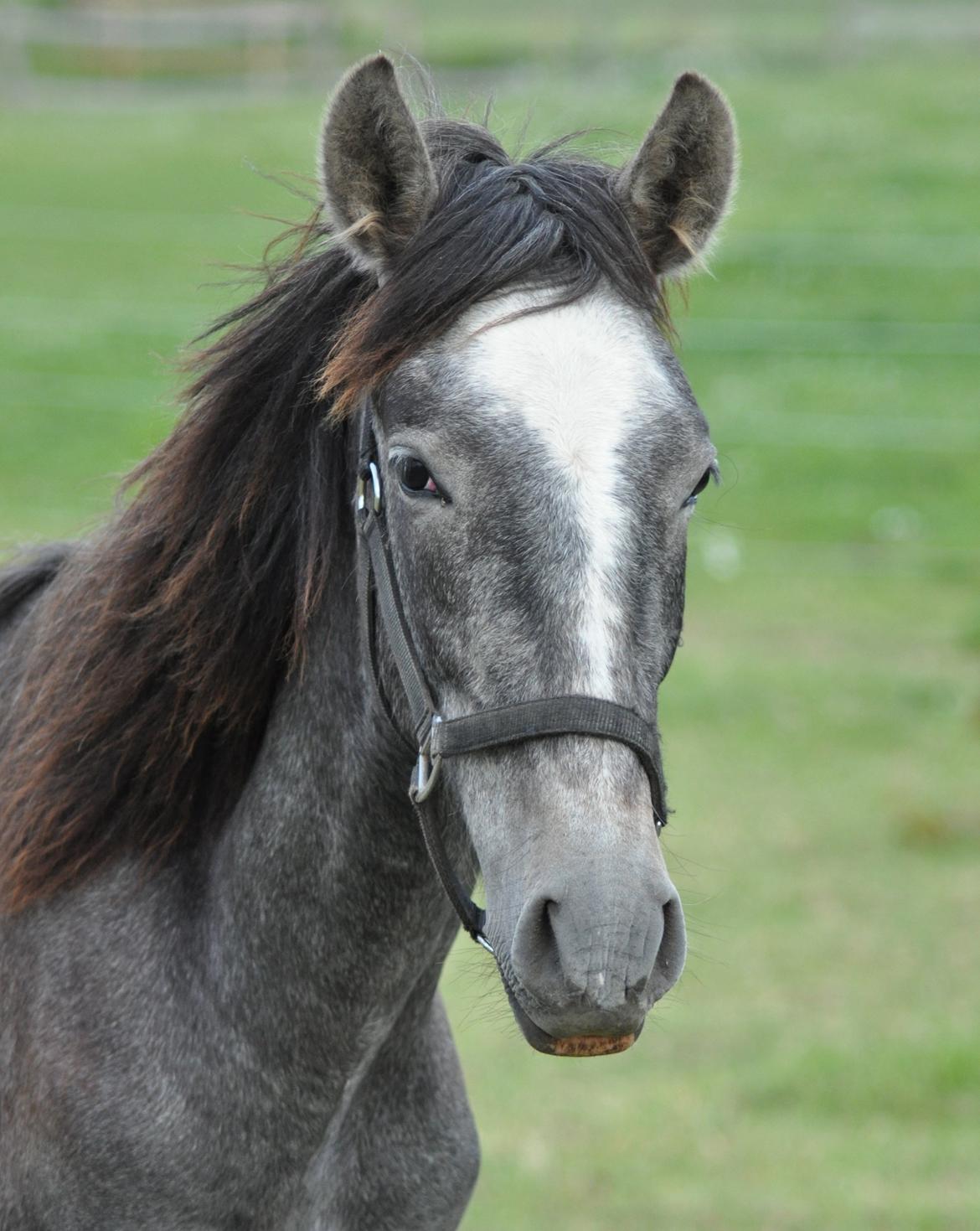 korsmosegård heste -  Rapido MAR pre hingst 1 år til salg billede 27