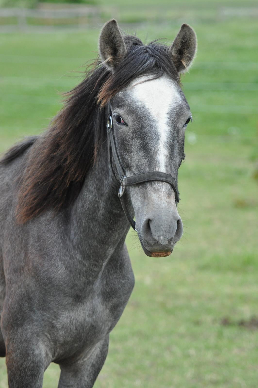 korsmosegård heste -  Rapido MAR pre hingst 1 år til salg billede 28