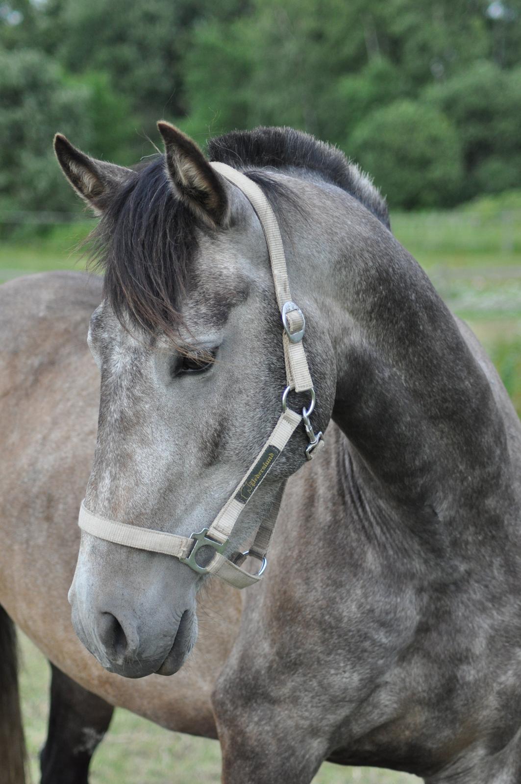 korsmosegård heste - TU Calliba billede 29