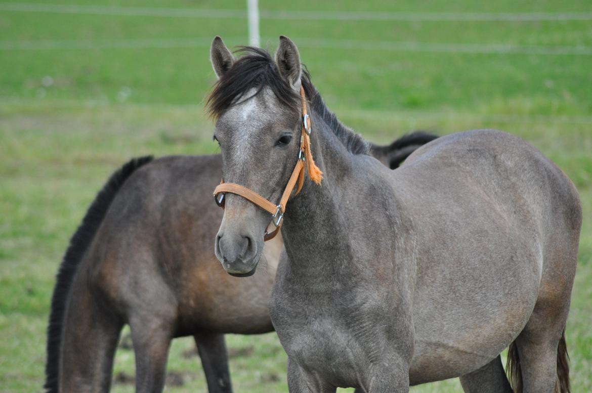 korsmosegård heste -  Fuchsia MAR pre hoppe 1 år til salg billede 30