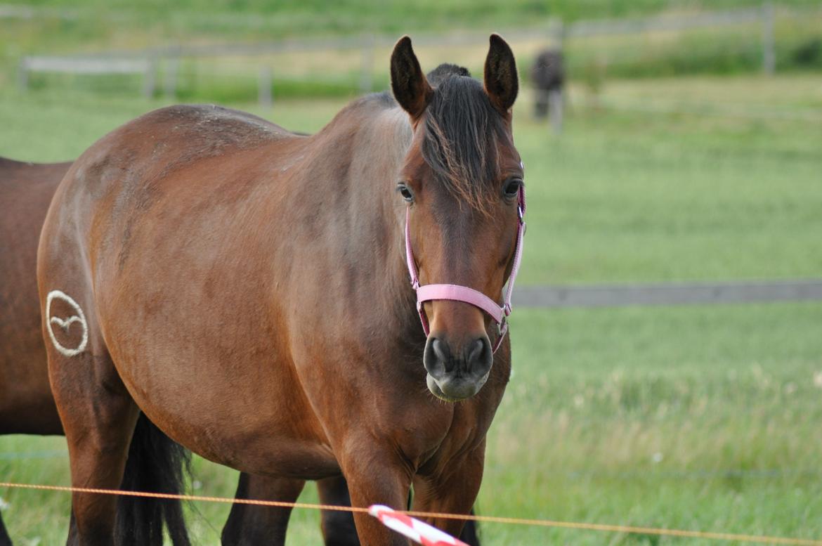 korsmosegård heste - Menta PRE Hoppe billede 31